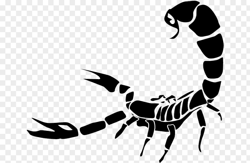 Scorpion Drawing Clip Art Transparency Vector Graphics PNG