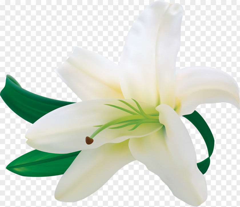 White Roses Easter Lily Flower Clip Art PNG