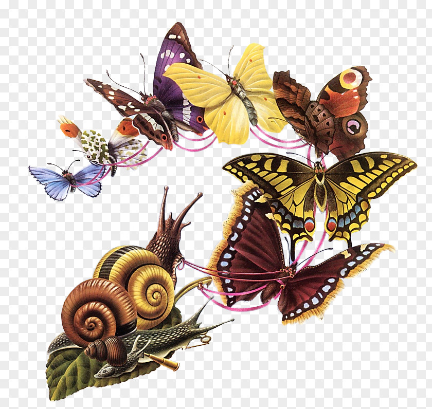 Butterfly Monarch The Ball And Grasshopper's Feast Graphic Designer PNG