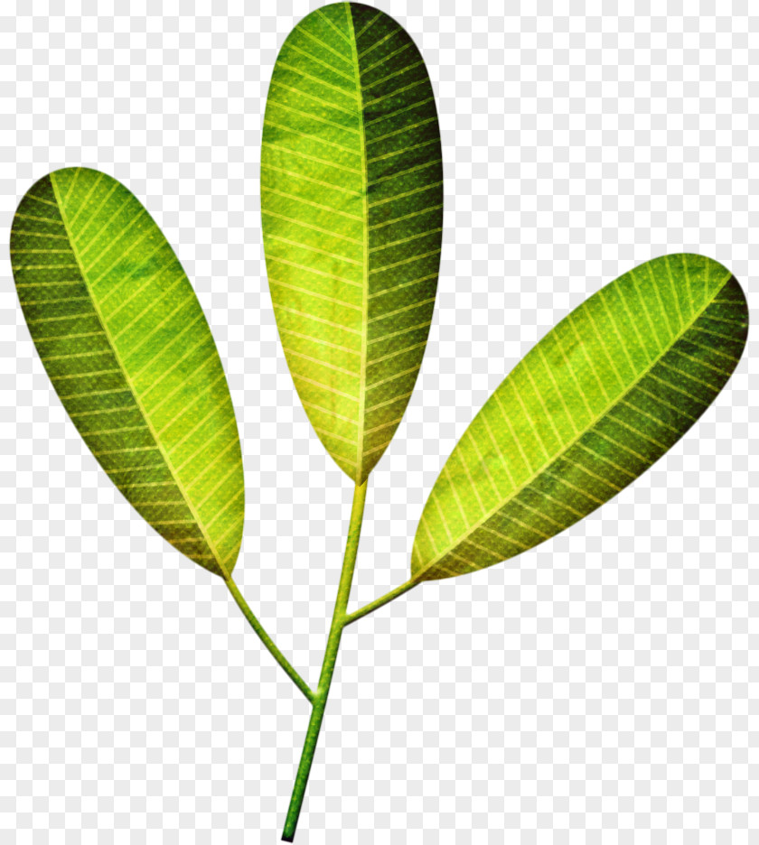 Drawing Leaf Photography Painting PNG