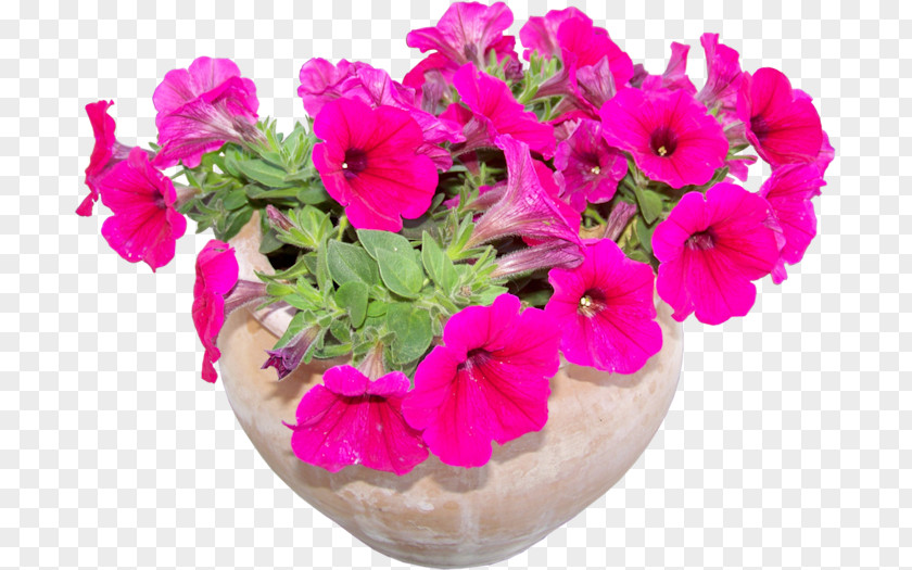 Flower Floral Design Flowerpot Plant Cut Flowers PNG