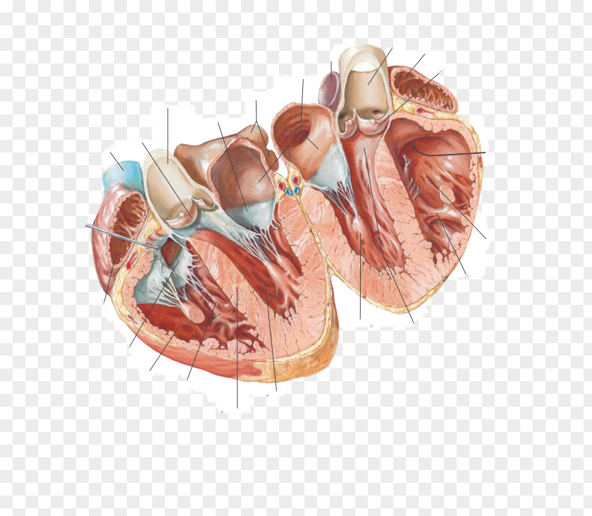 Heart Atlas Der Anatomie Des Menschen Cardiac Anatomy Chart Of The Anatomical PNG