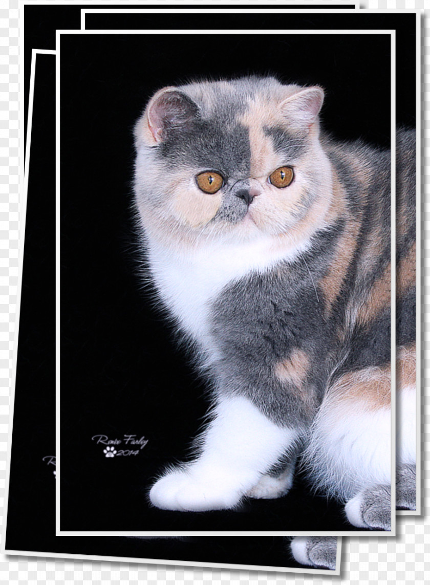 Kitten Exotic Shorthair Persian Cat American Wirehair European British Semi-longhair PNG