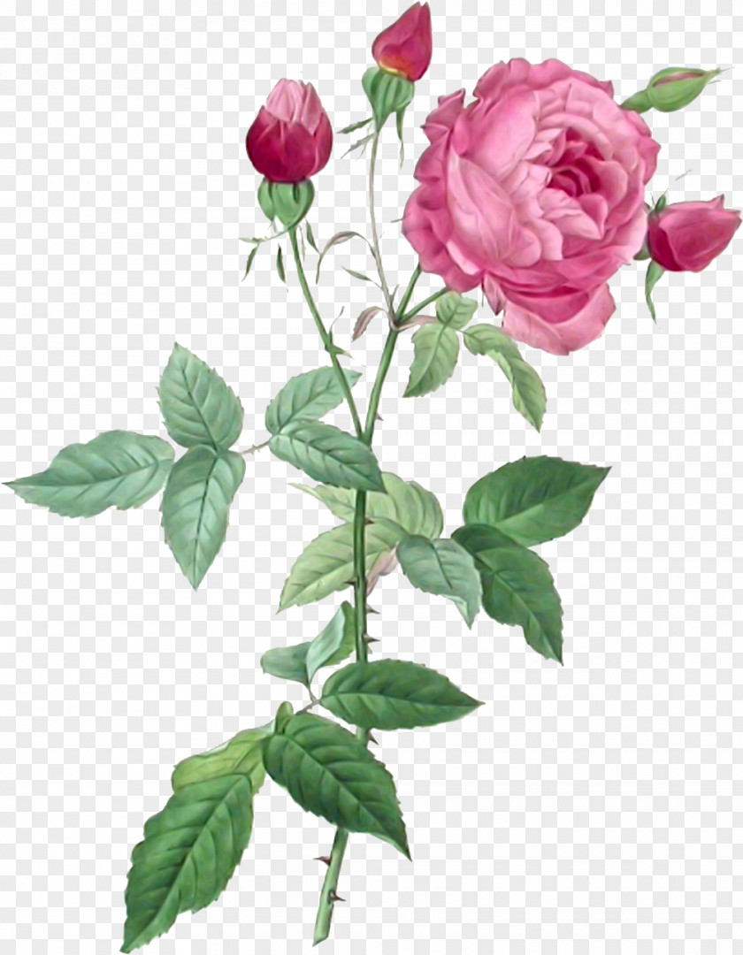Painting Pierre-Joseph Redouté (1759-1840) Les Roses Redoute Rose Prints French PNG