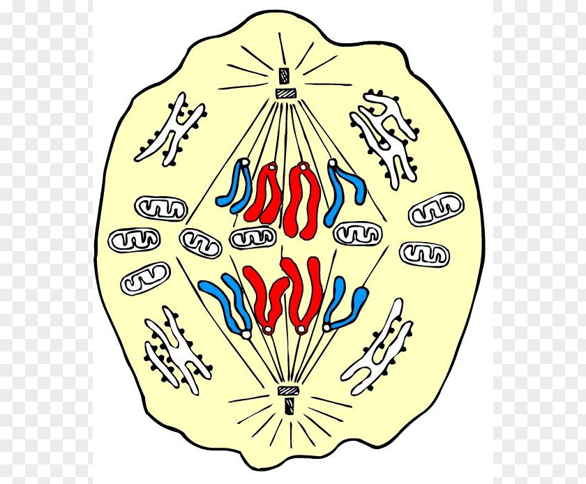 Anaphase Mitosis Prophase Metaphase Cell PNG