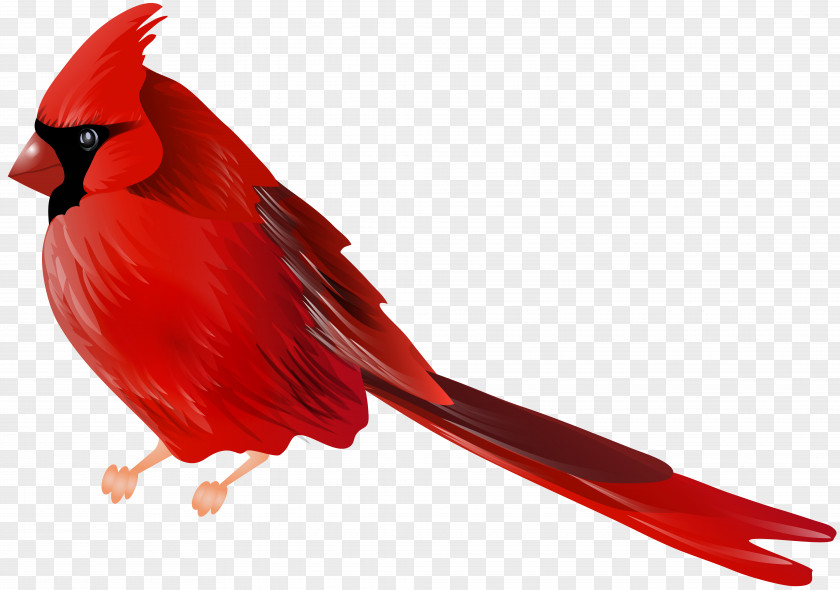 CRANE BIRD Bird Northern Cardinal Desktop Wallpaper Clip Art PNG