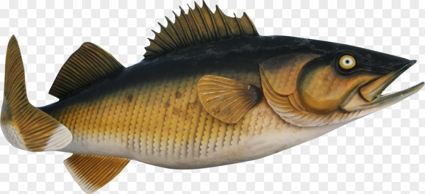 Perciformes Pomacentridae Fish Cartoon PNG