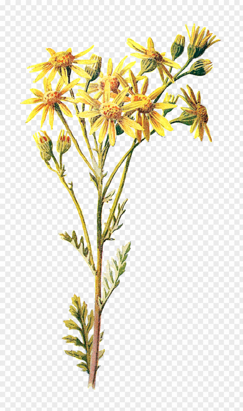 Wild Flowers Wildflower Clip Art PNG