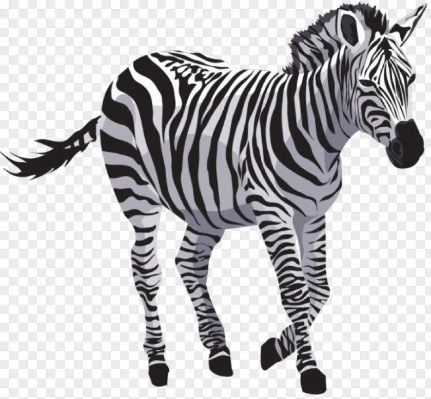 Zebra Quagga Clip Art PNG