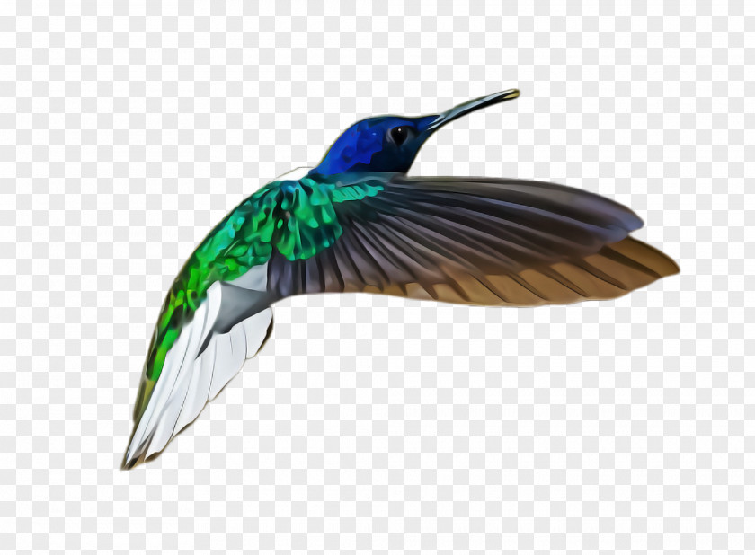 Duck Feather Hummingbird PNG