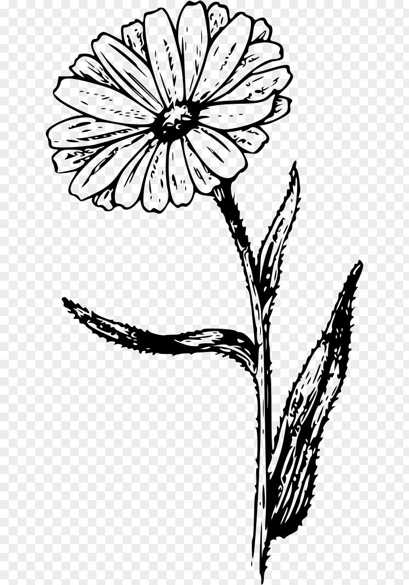 Marigold Calendula Officinalis Clip Art PNG
