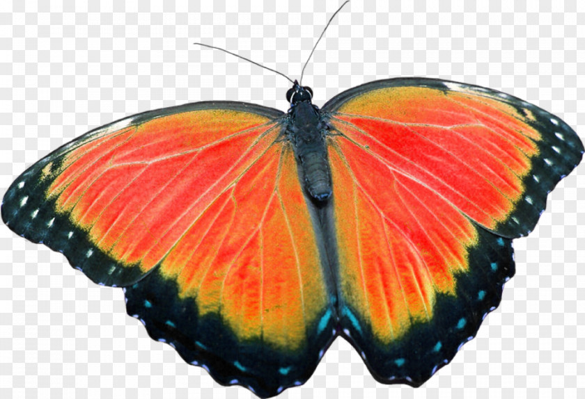 Orange Butterfly Monarch Medicine Alternative Health Services Healing PNG