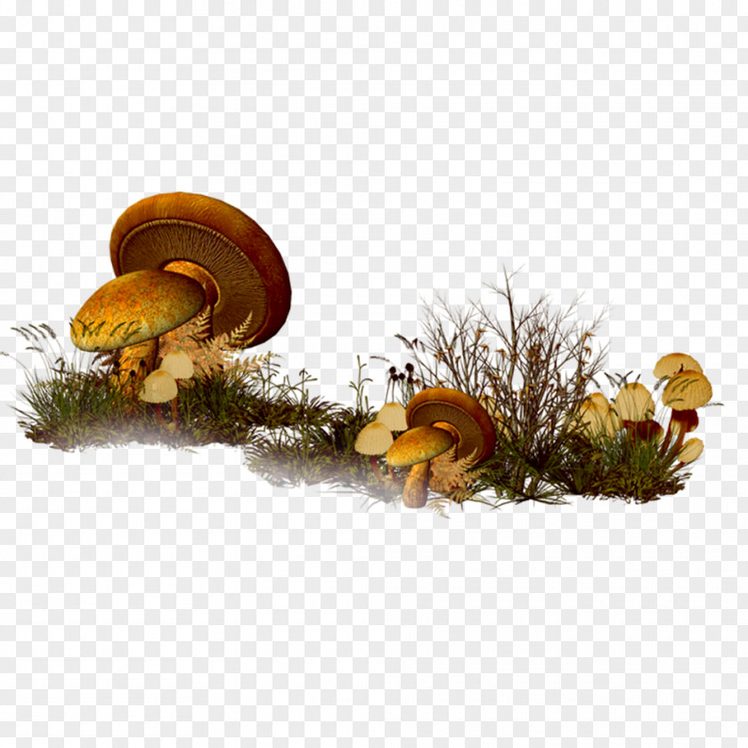Retro Meadow Mushrooms Mushroom Clip Art PNG