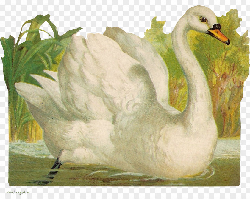 Swan Cygnini Clip Art PNG