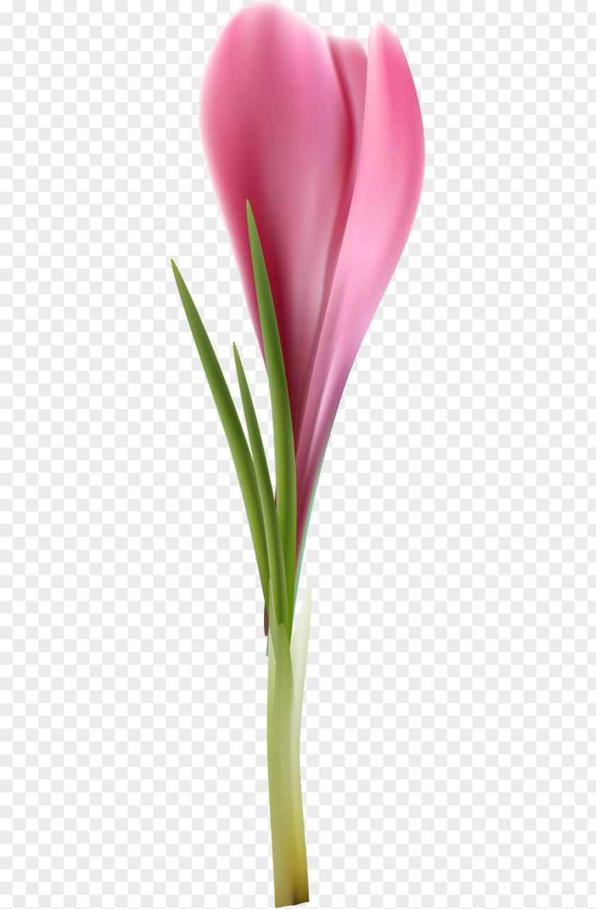 Tulip Cut Flowers Petal Plant Stem Flowerpot PNG