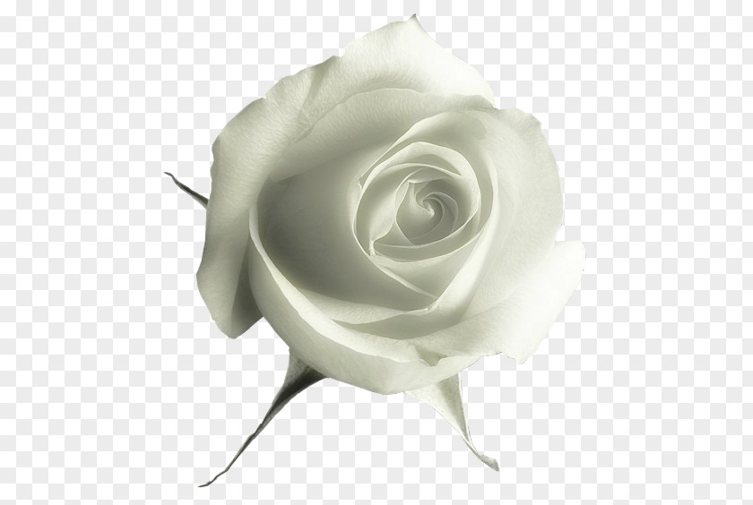 White Rose Garden Roses Flower Clip Art PNG