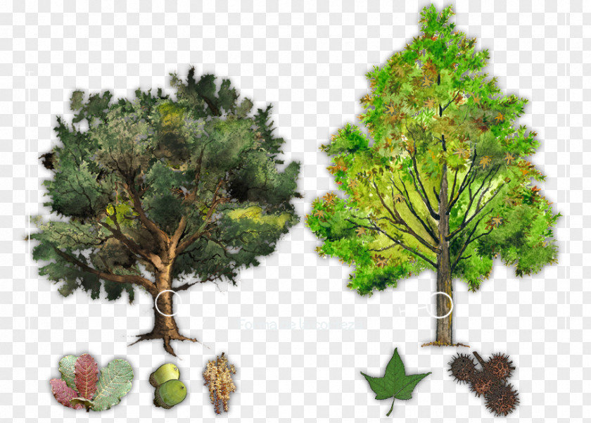 Arboles Tree Plant Evergreen Conifers Bark PNG