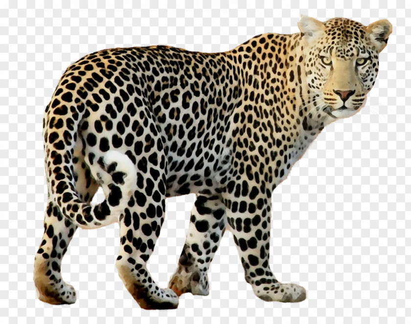 Big Cats Jaguar Terrestrial Animal Leopard Wildlife Figure PNG