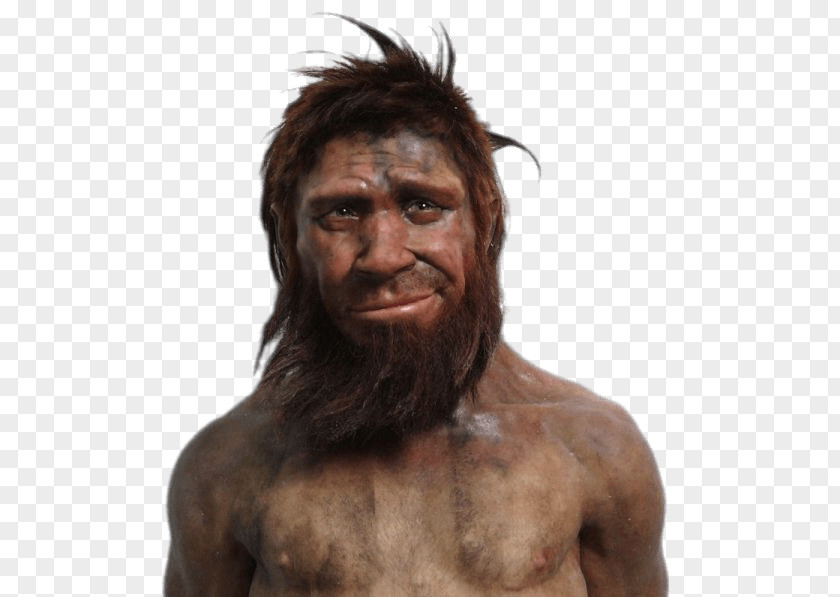 Caveman Neanderthal Human Evolution Homme De Spy PNG