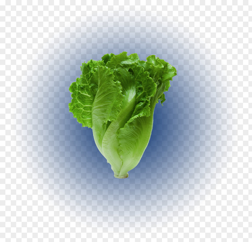 Dog Romaine Lettuce Tener Un Perro Stock Photography Red Leaf PNG