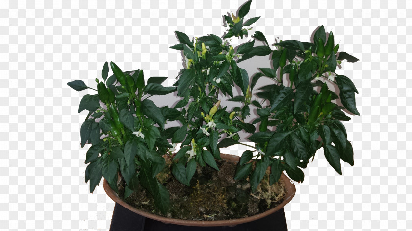 Fire Pepper Akadama Cayenne Plant Flowerpot Chili PNG