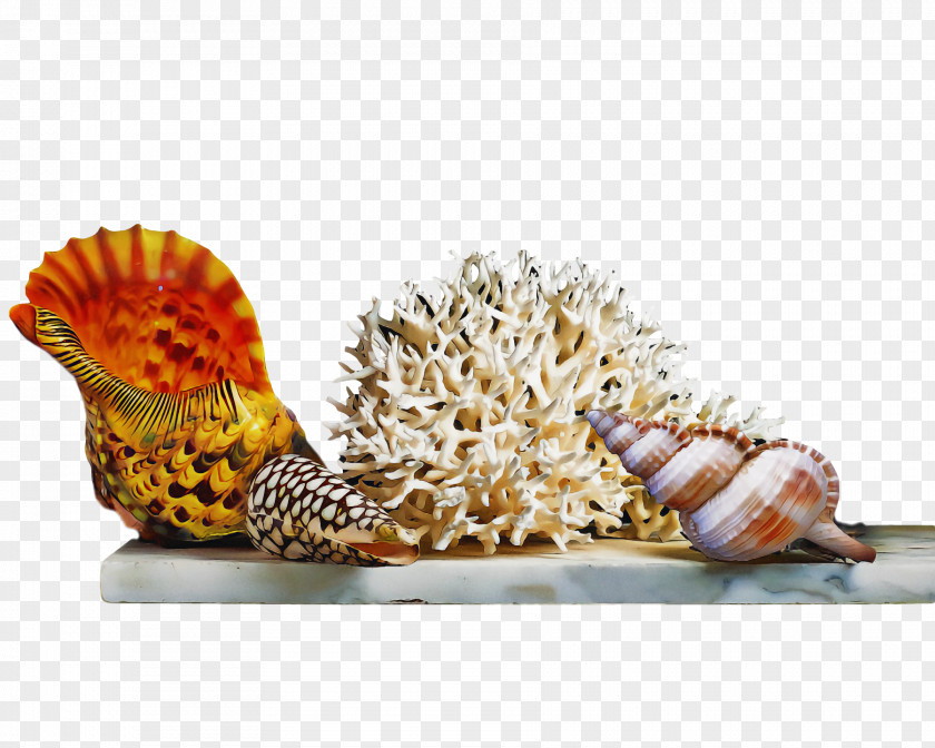 Seashell Cockle Bivalvia Conch Conchology PNG