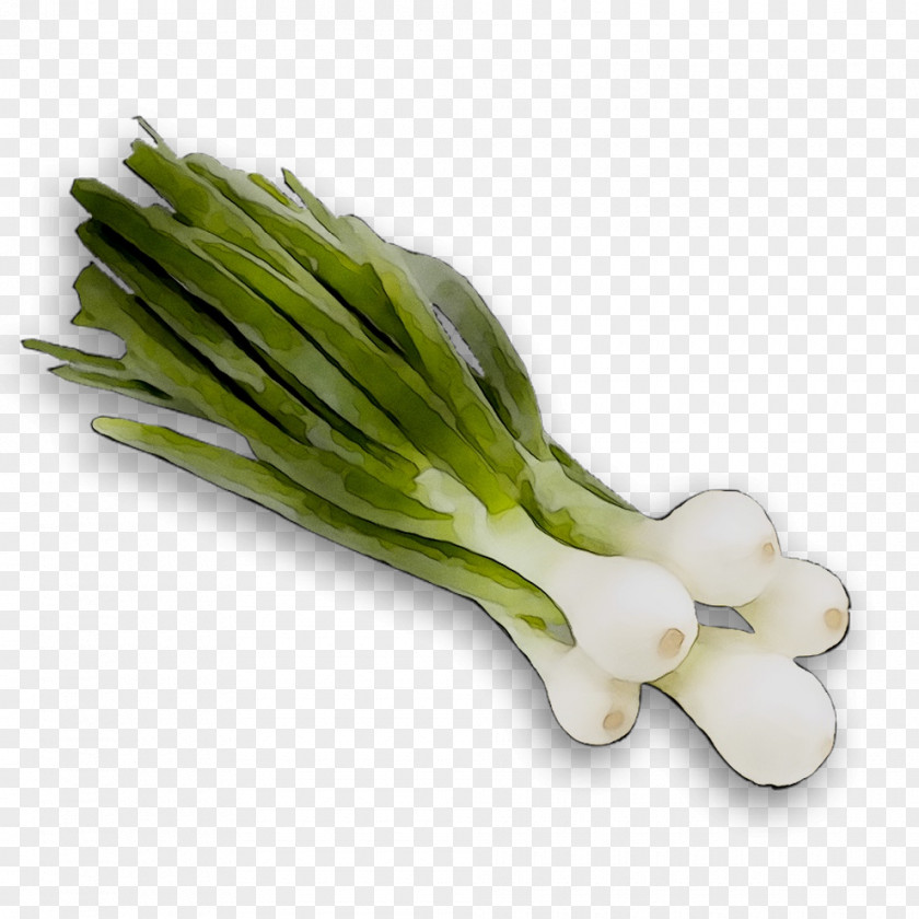 Welsh Onion Leek Scallion Asparagus Onions PNG