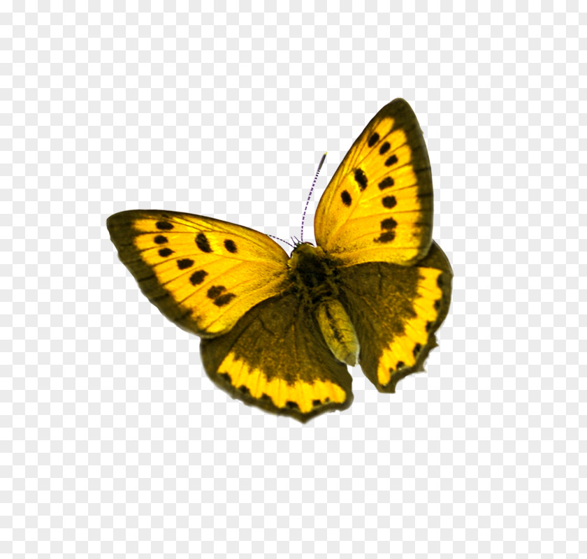 Butterfly Colias Icon PNG