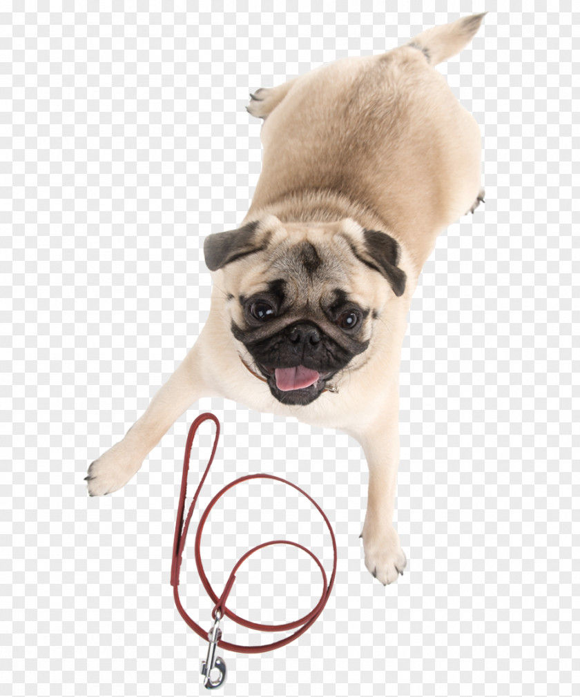 Dog With Collar Pug Puppy Stock Photography Royalty-free PNG