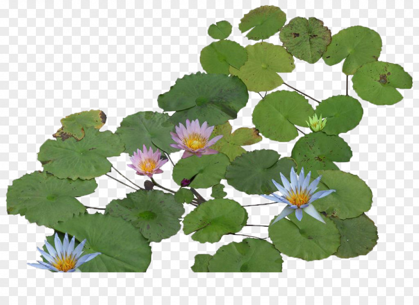 Manchu Lotus Water Lily Nelumbo Nucifera Software Animation PNG