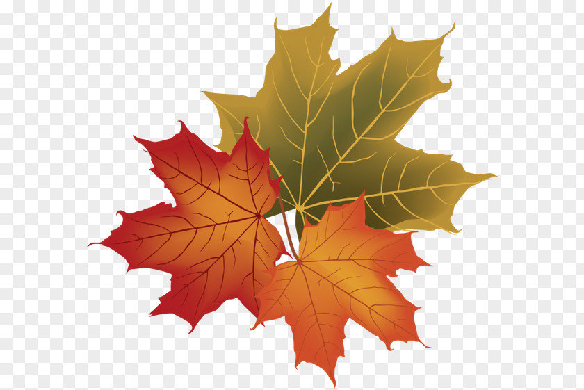 Autumn Leaf Color Royalty-free PNG
