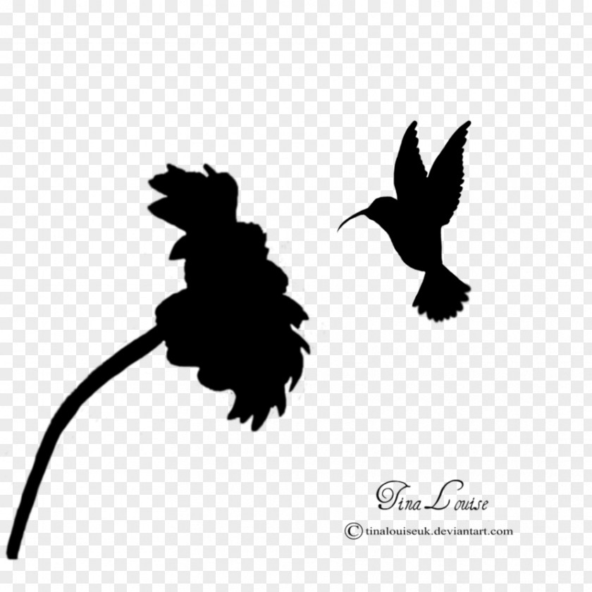 Hummingbird Silhouette Flower Photography PNG