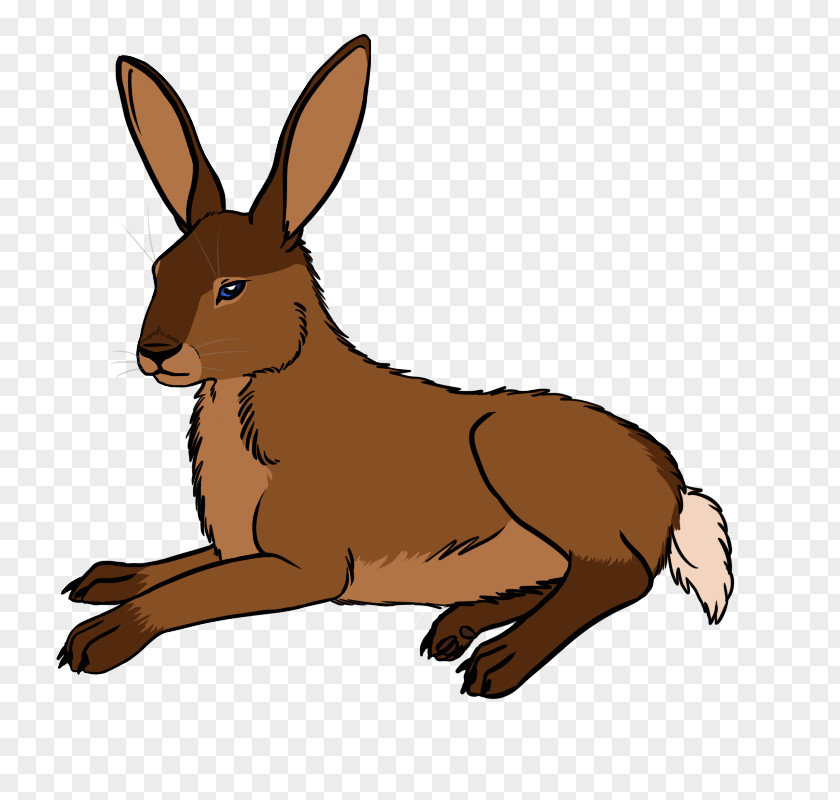 Kangaroo Domestic Rabbit Hare Macropodidae PNG