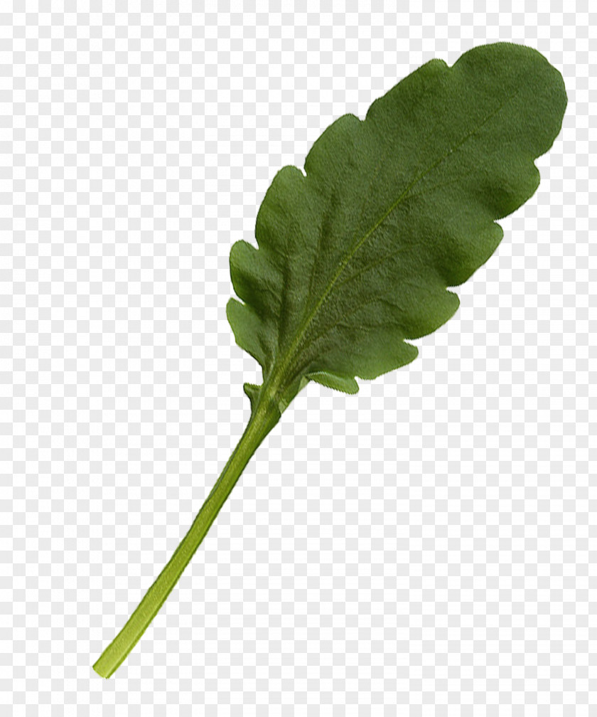 Pot Leaf Vegetable Plant Stem PNG