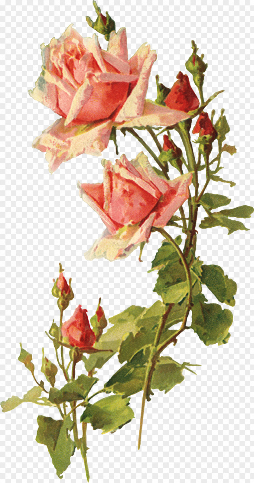 Vintage Floral Flower Garden Roses Clothing Clip Art PNG
