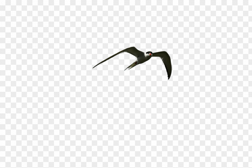 Birds Angle Beak Font Biology PNG
