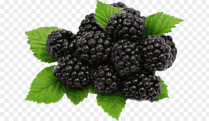 Black Berries Cliparts Juice Blackberry Pie Organic Food Fruit PNG