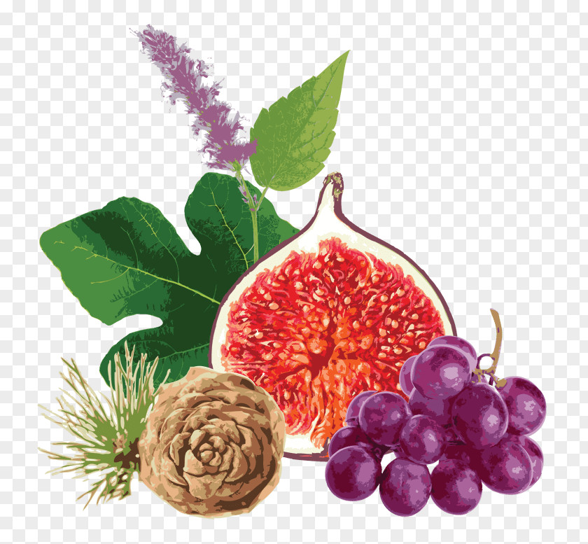 Grape Seed Extract Lotion Common Fig Food PNG