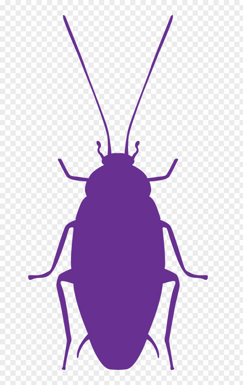 Pest Control Cockroach Insect PNG
