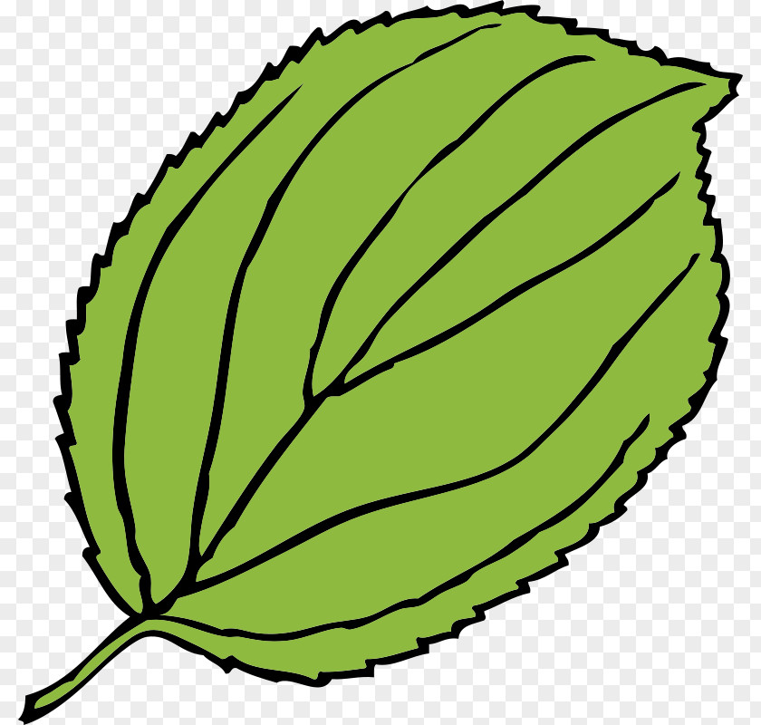 Tree Plant Leaf Green PNG