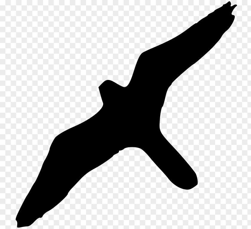 Creative Wedding Silhouette Peregrine Falcon Bird Of Prey PNG