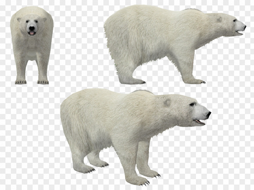 Stranger Polar Bear Animal PNG