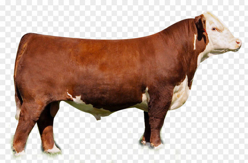 Bull Hereford Cattle Angus Shorthorn Limousin Simmental PNG