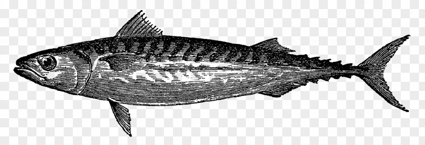 Fish Label Atlantic Mackerel Drawing PNG