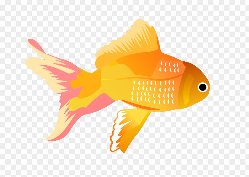 Fish Vector Graphics Clip Art Illustration PNG