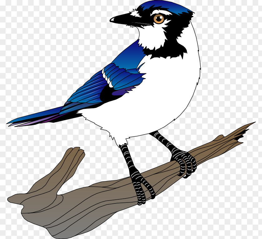 Free Bird Vector Blue Jay Clip Art PNG