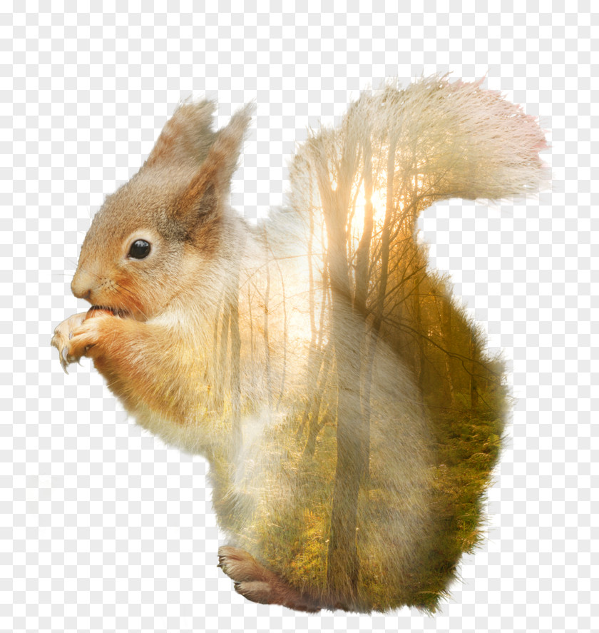 Squirrel Domestic Rabbit Hare Whiskers Fur PNG