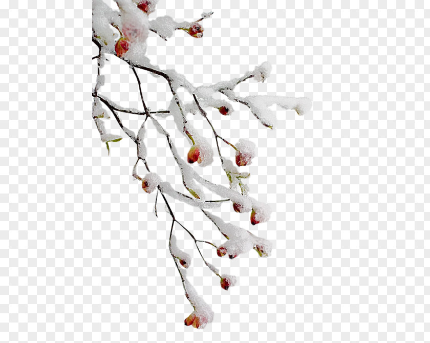 Twig Branch Tree Clip Art PNG