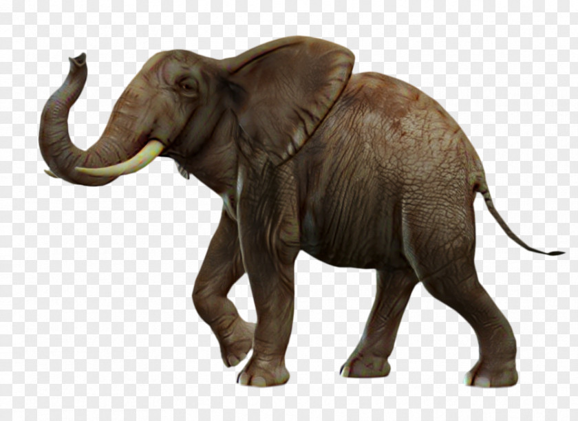 African Bush Elephant Asian Forest Clip Art PNG