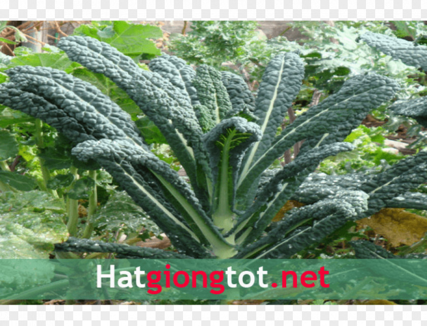 Cai Lacinato Kale Seed PNG